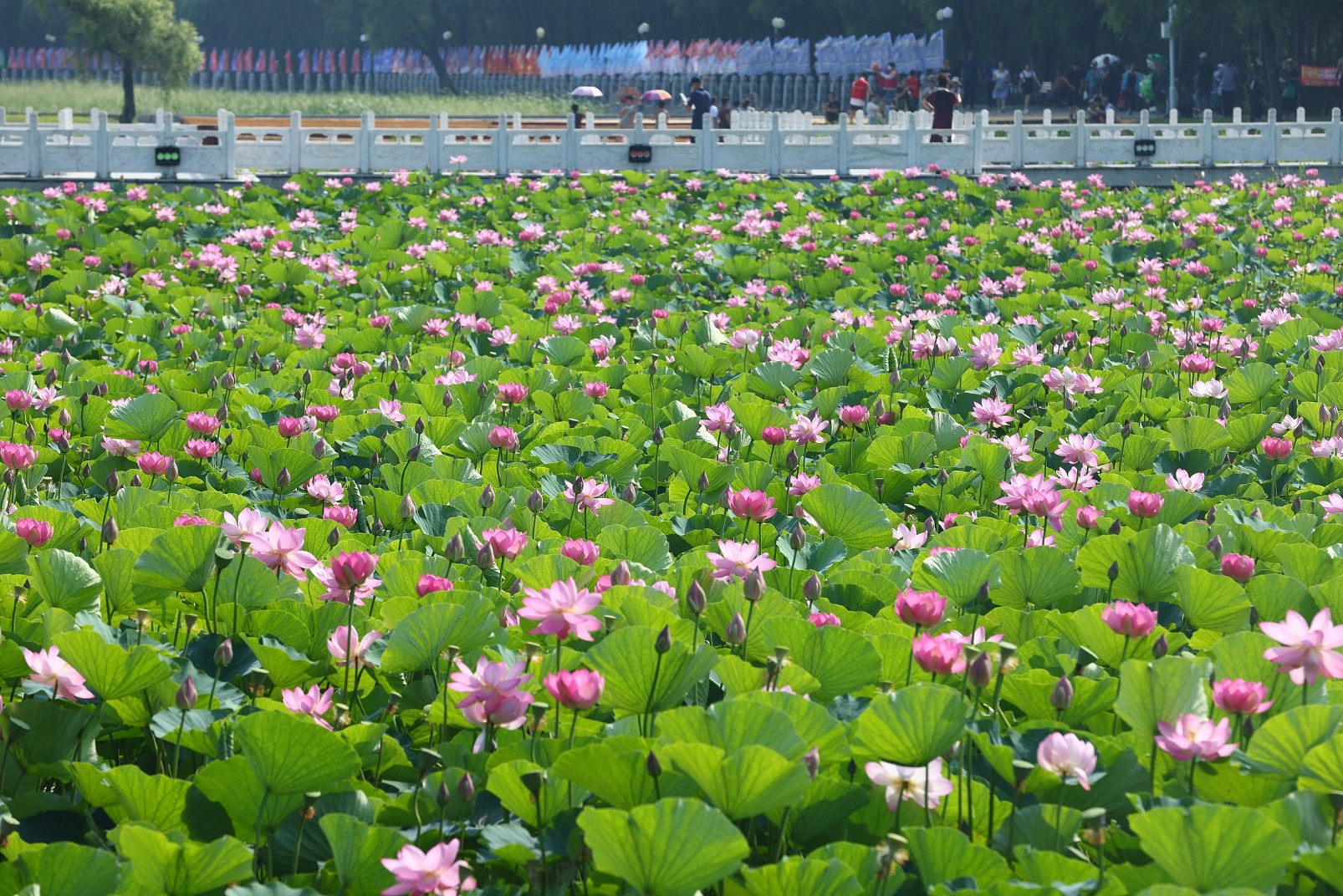 hljrb_2_20200901b7256a-2b9f-490f-a300-fd554d3bd4cf - ����.jpg